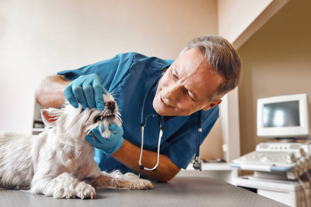 Best Emergency Dentist for Special Needs Patients in Eureka, CA